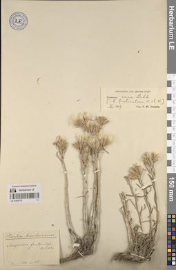 LE 01260175