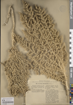 LE 01248926