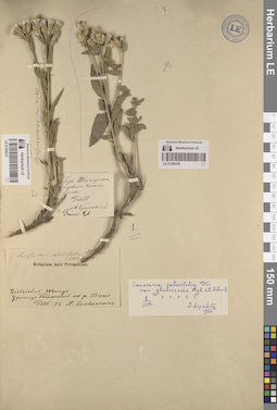 LE 01260237