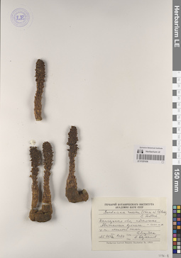 LE 01251038