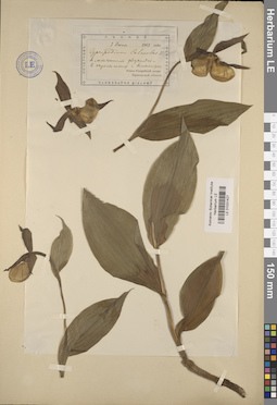 LE 01031427
