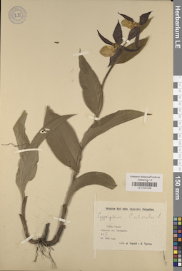 LE 01031428
