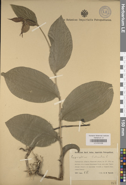 LE 01031429