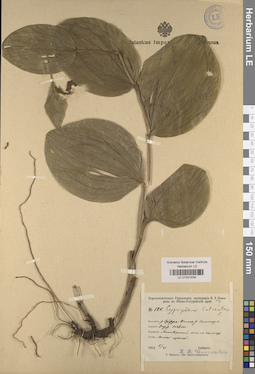 LE 01031434