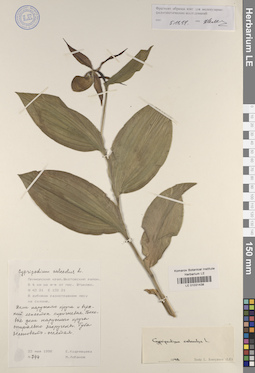 LE 01031438