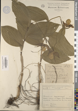 LE 01031445
