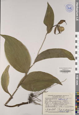 LE 01031446