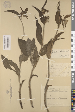 LE 01031447