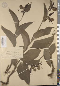 LE 01031450