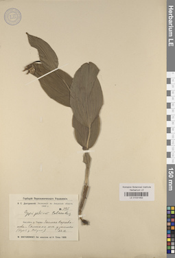 LE 01031452