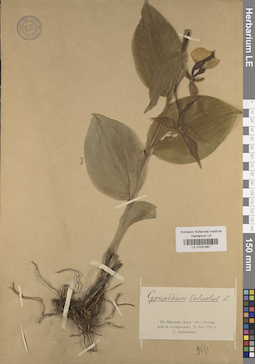 LE 01031467