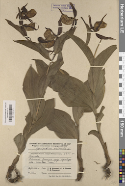 LE 01031471