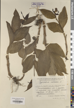 LE 01031474