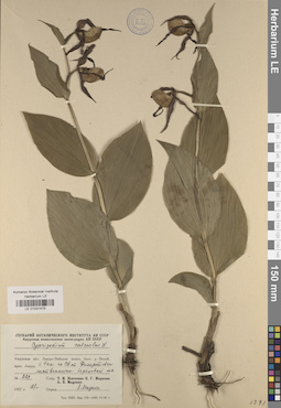 LE 01031475