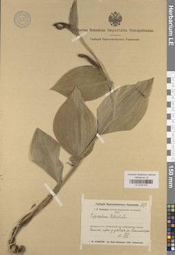 LE 01031476
