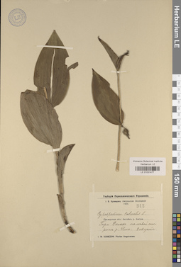 LE 01031477