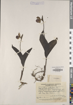LE 01031481