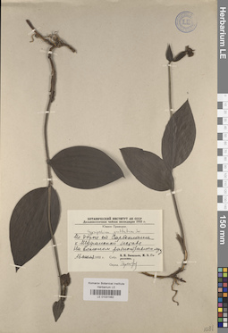 LE 01031482