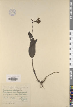 LE 01031484