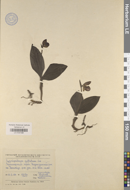 LE 01031486