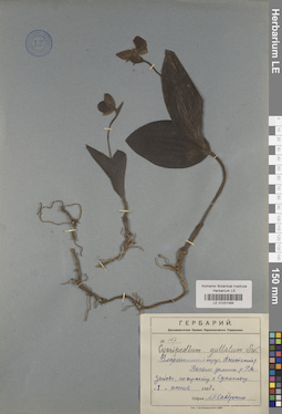 LE 01031494