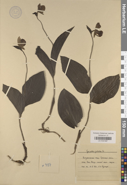 LE 01031497