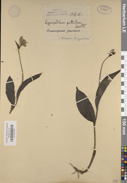 LE 01031504