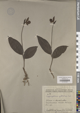 LE 01031505