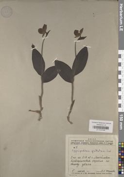 LE 01031506