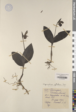 LE 01031507