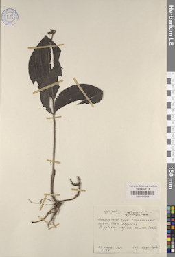 LE 01031508