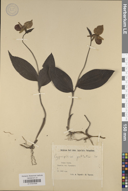 LE 01031509