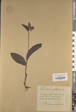 LE 01031515