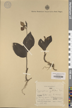 LE 01031516