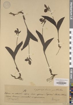 LE 01031519