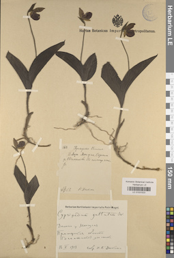 LE 01031523