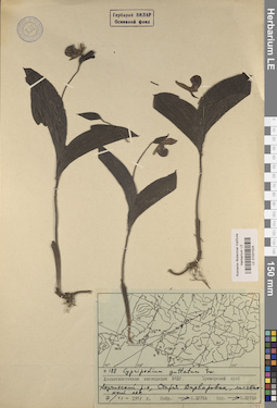 LE 01031524
