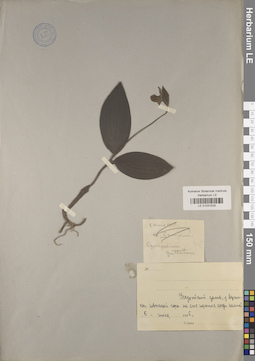 LE 01031525