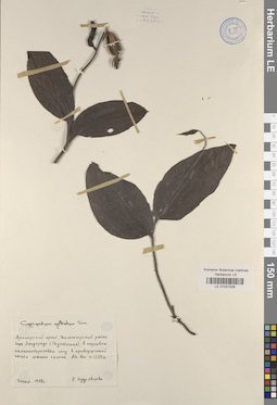 LE 01031526