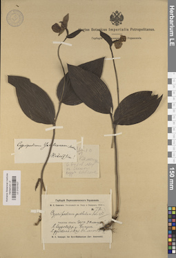 LE 01031527