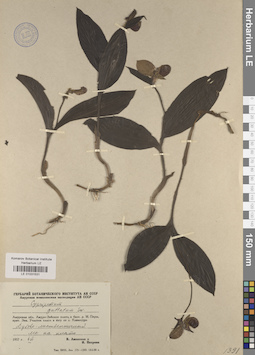 LE 01031531