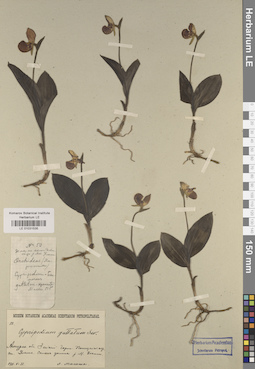 LE 01031535