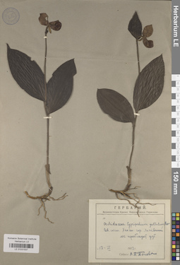 LE 01031537