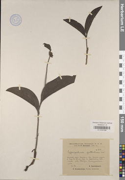 LE 01031538