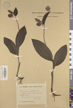 LE 01031541