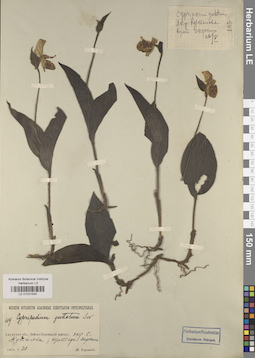 LE 01031545