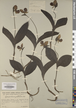 LE 01031547