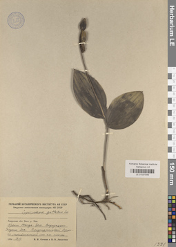 LE 01031549