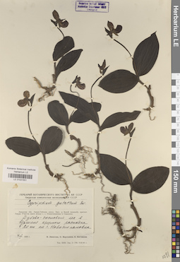 LE 01031551