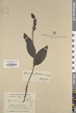 LE 01031555